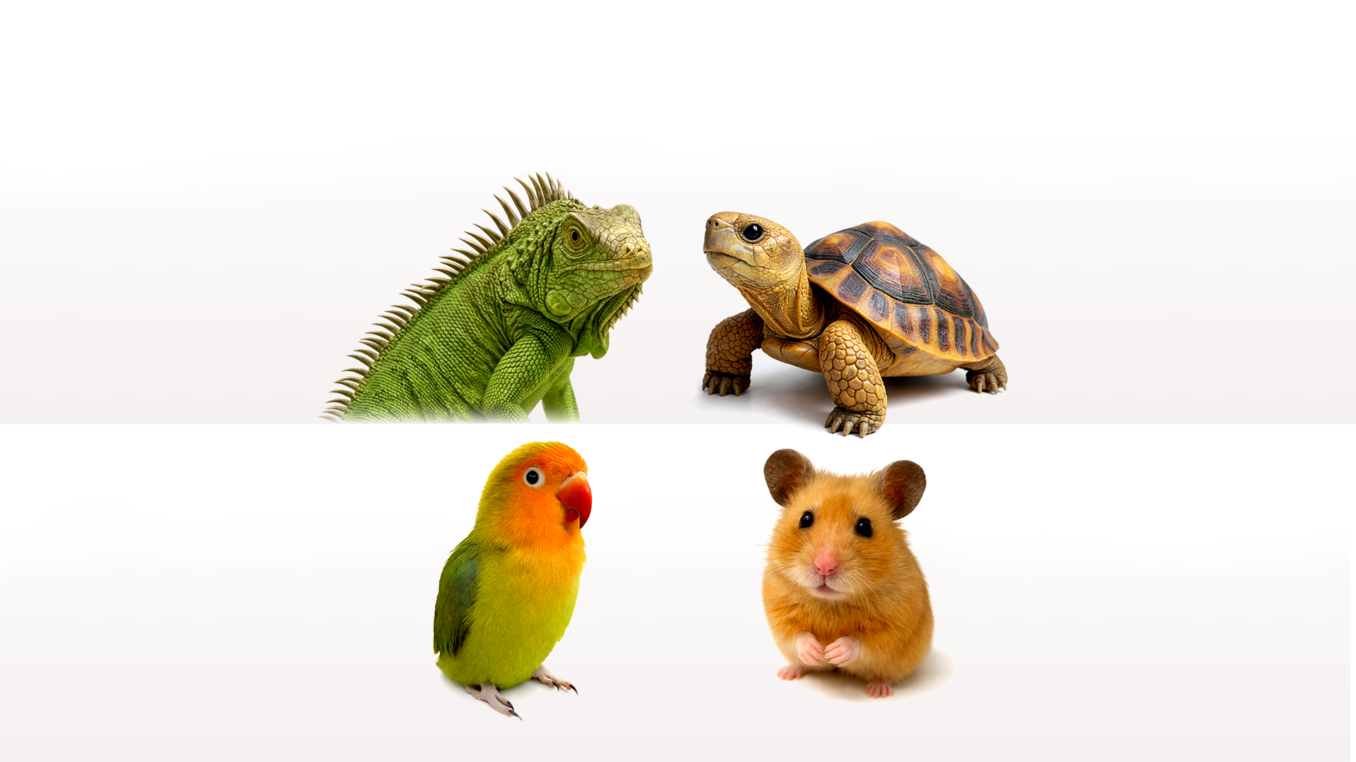 Más mascotas
